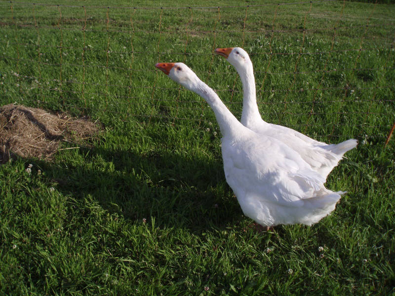 Emdener Gänse Zuchtpaar