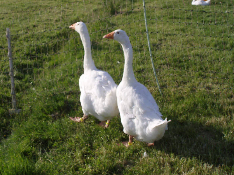 Emdener Gänse Zuchttiere